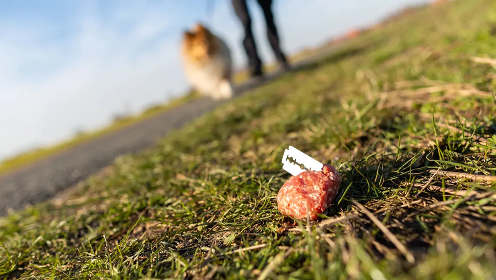 Poison Bait - How to Best Protect Your Dog