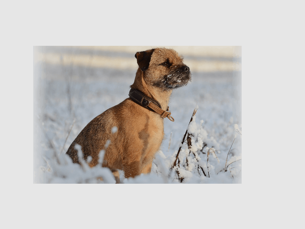 Collier Niggeloh Classic Loden