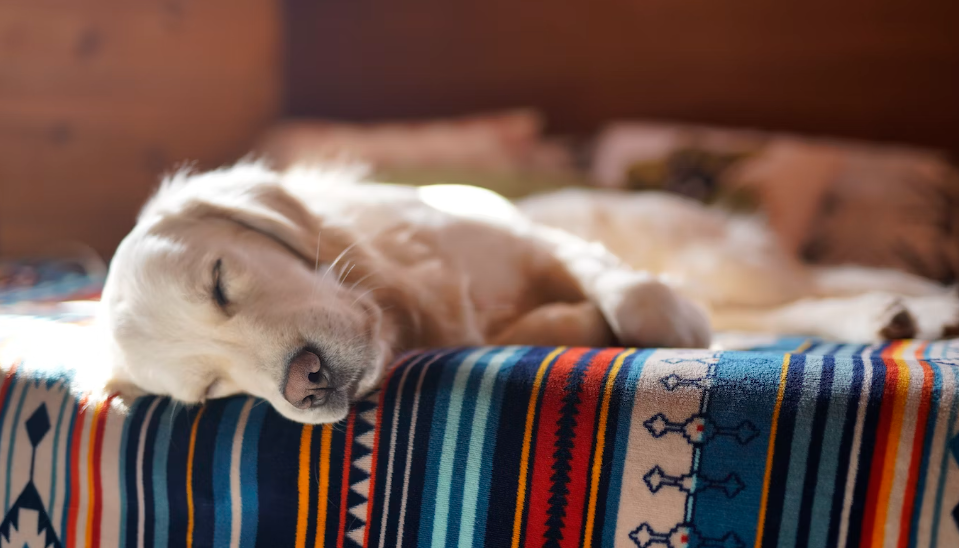Achtung Hundemalaria! Vorbeugung und Behandlung der Babesiose
