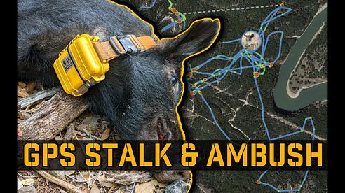 GPS Tracking Feral Hogs, and  ambushing them where they sleep! | Judas Hog/Pig