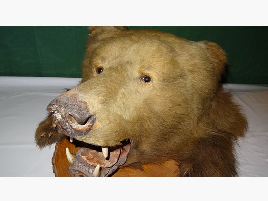 Tête d'ours, trophée, spécimen en héritage, années 80, déco