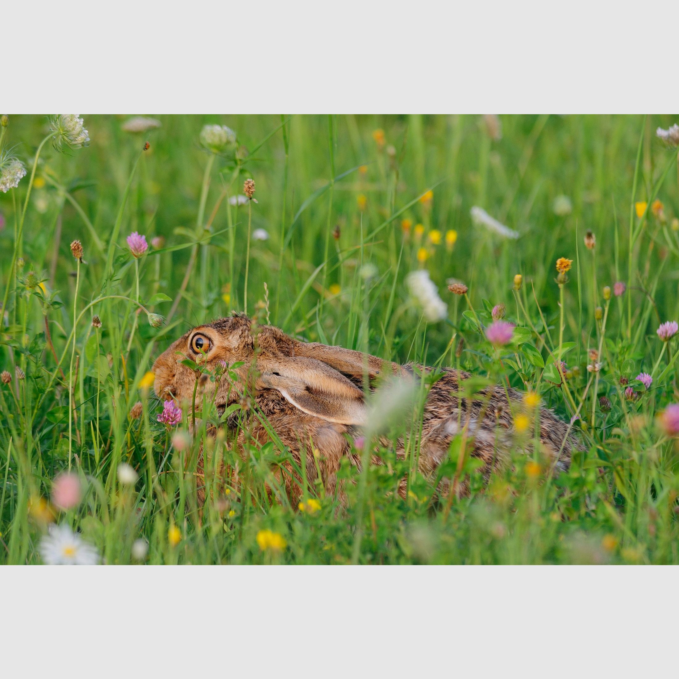 Kiepenkerl Wildwiese mit Klee und Krutern