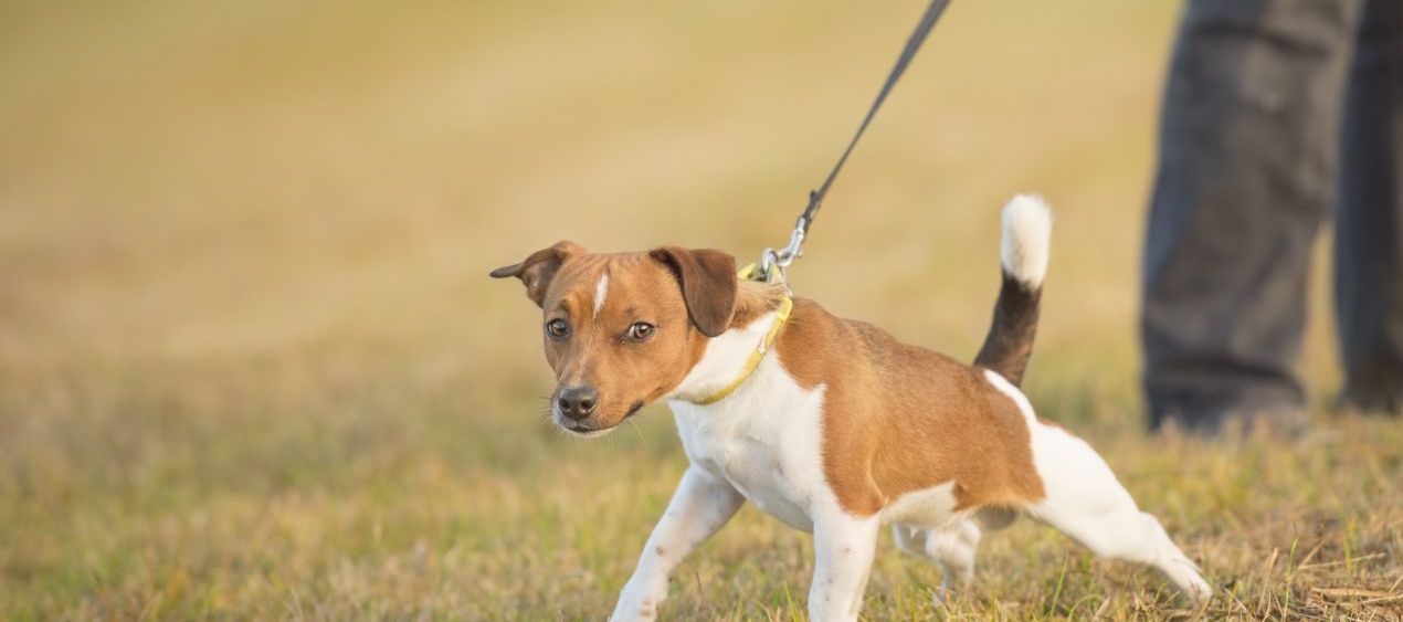 Leash Requirement for Dogs During Breeding and Raising Season: What You Need to Know