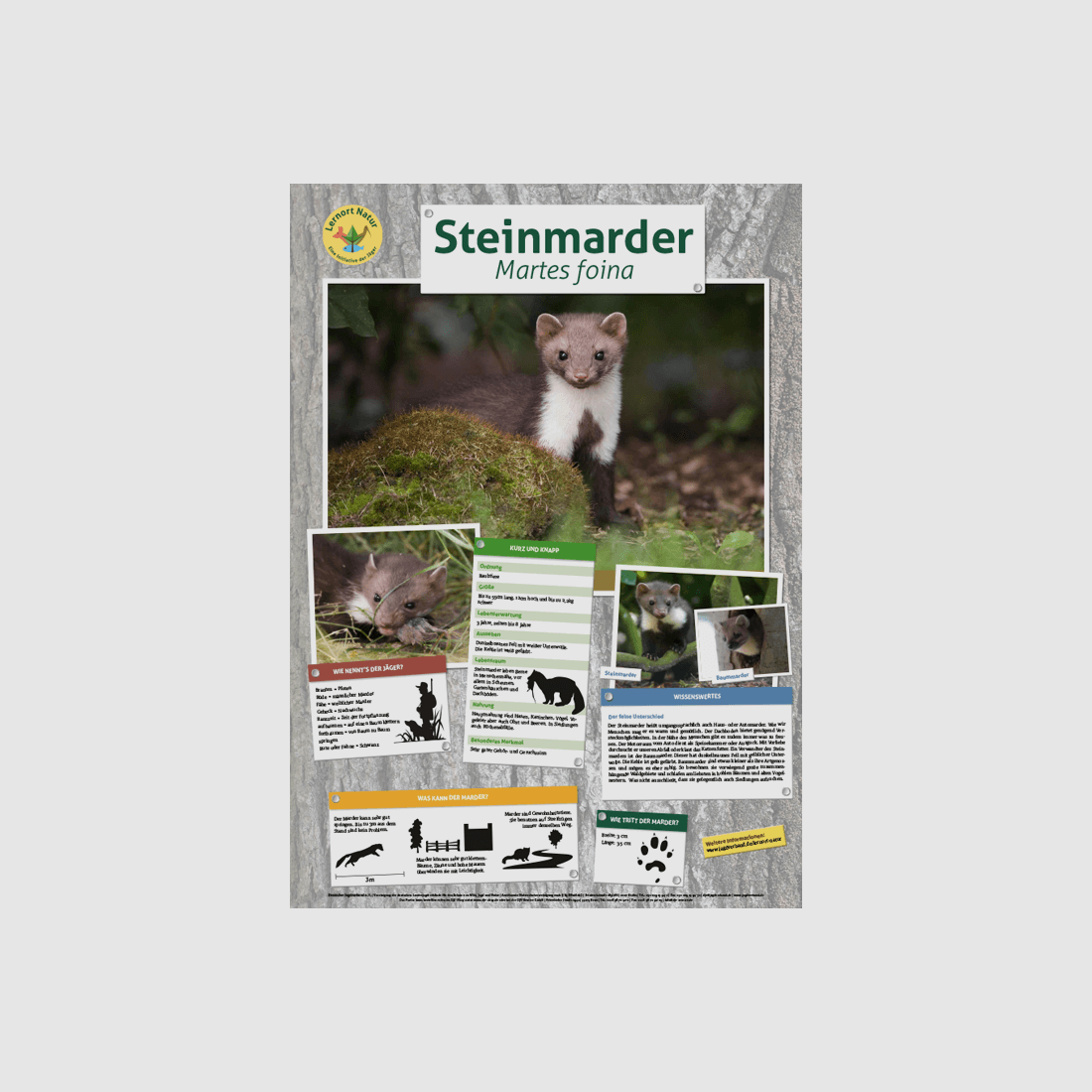 Miejsce nauki przyrody - Plakat zwierząt Marder