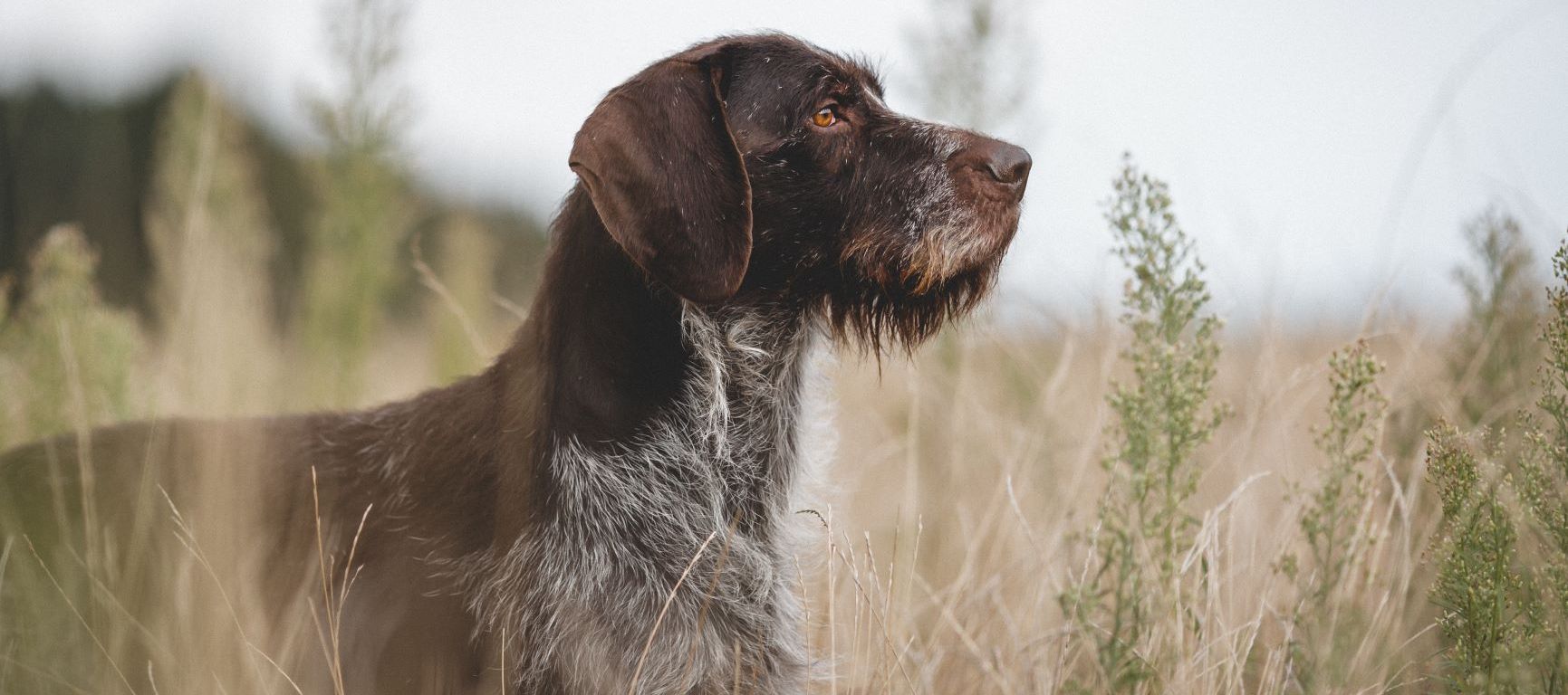 Duitse staande hond