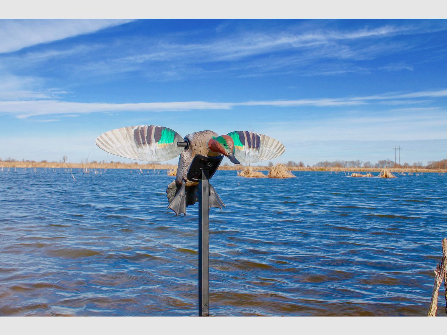 MOJO ES Green Wing Teal