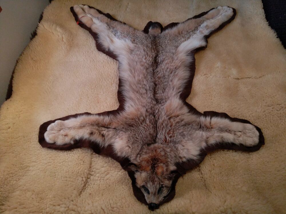 Nordamerikanischer Luchs / Kanada Luchs Balg mit Halbkopf auf Filz
