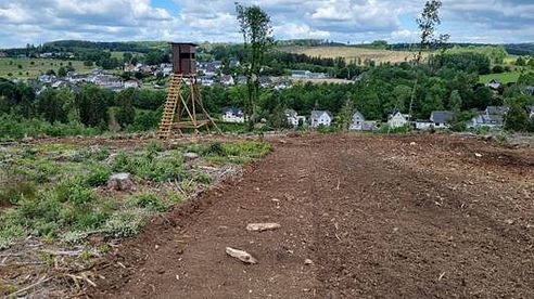 Zeit zu Handeln! Überlegungen zur zukünftigen Bejagung und Wildbestandsbewirtschaftung in und auf Kalamitätsflächen -Teil 3-