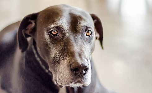 Ab wann sind Hunde Senioren?
