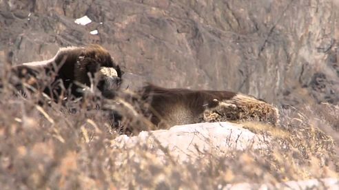 Muskox Hunting in Greenland