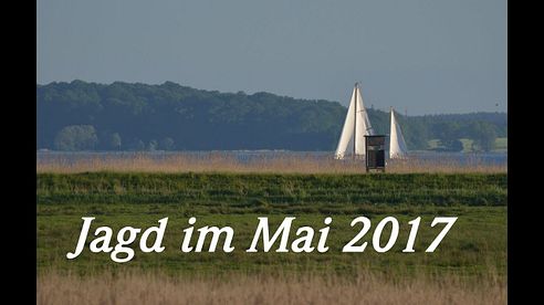 Jagd im Mai 2017