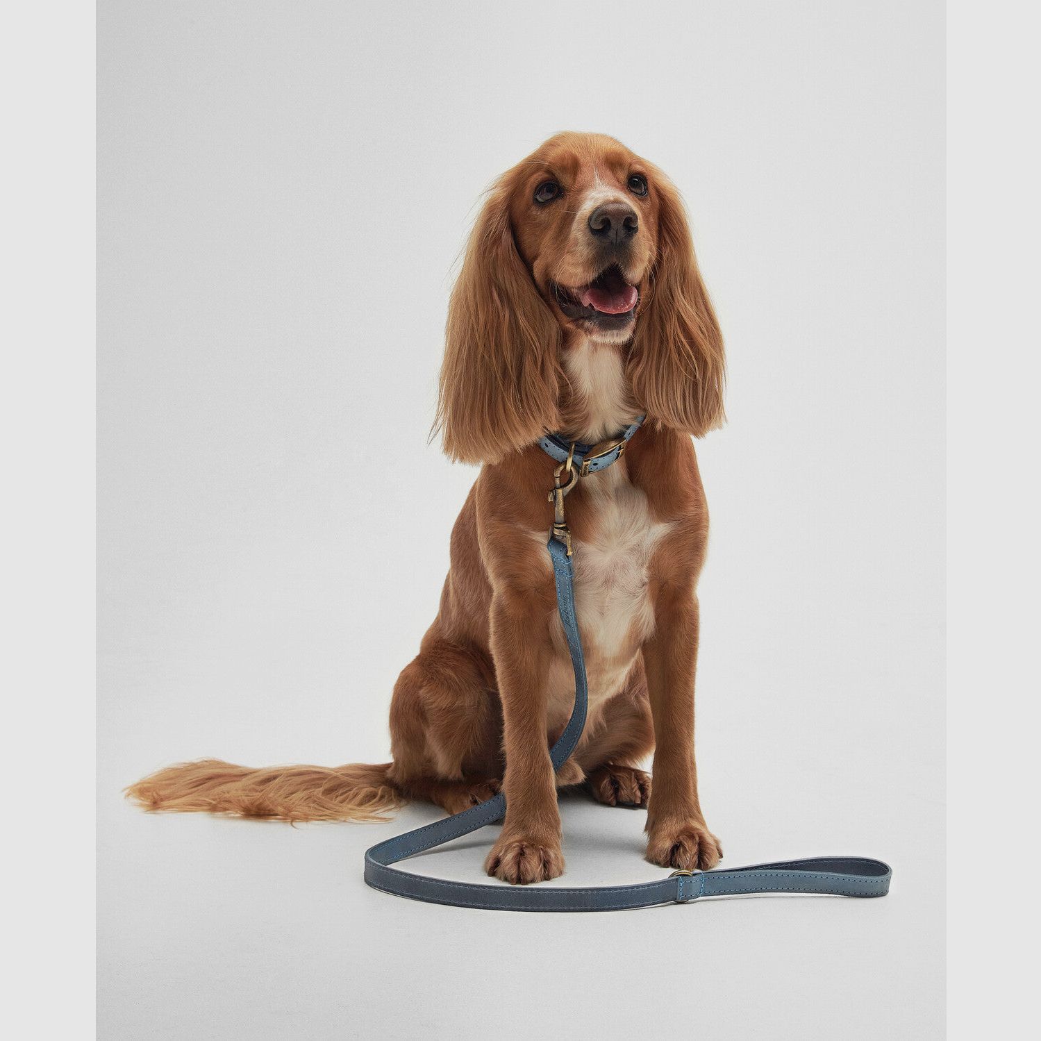 Barbour Hundeleine aus Leder