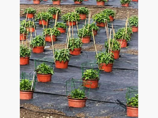 Perforierte Mulchfolie für Obst und Gemüse Breite 1,30m (pro Meter)