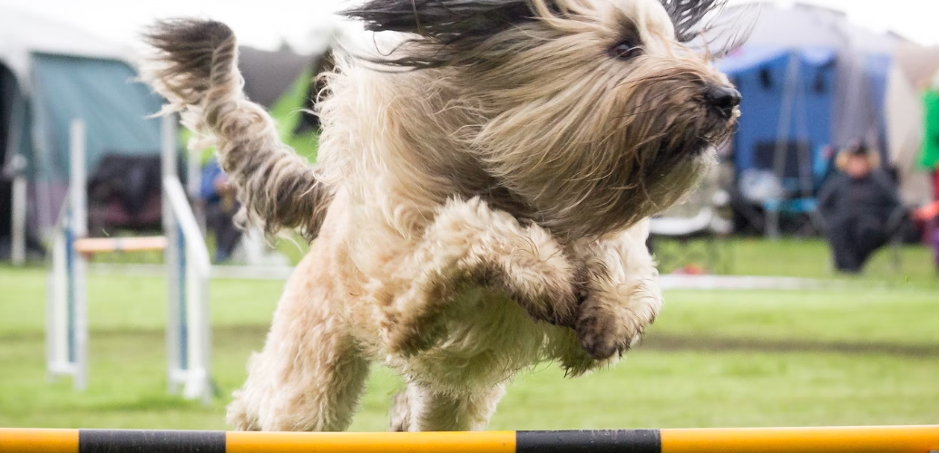Cavaletti Training - what is this dog sport about?