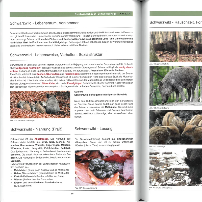 Feuilles de travail Examen de chasseur "Haarwild", image 2 sur 2
