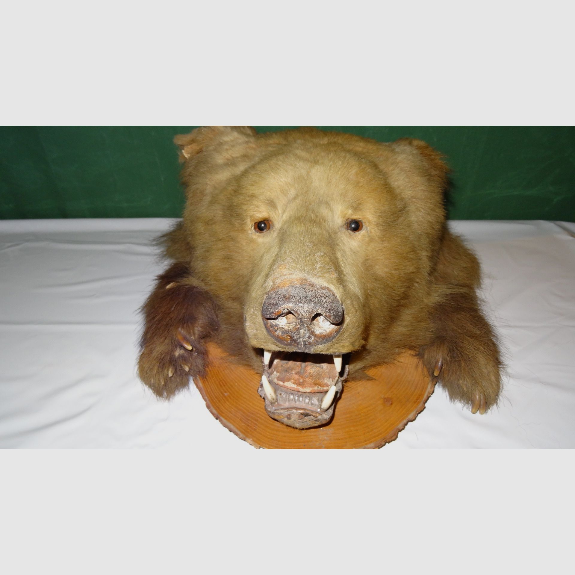 Cabeza de oso, trofeo, preparación como herencia, años 80, decoración