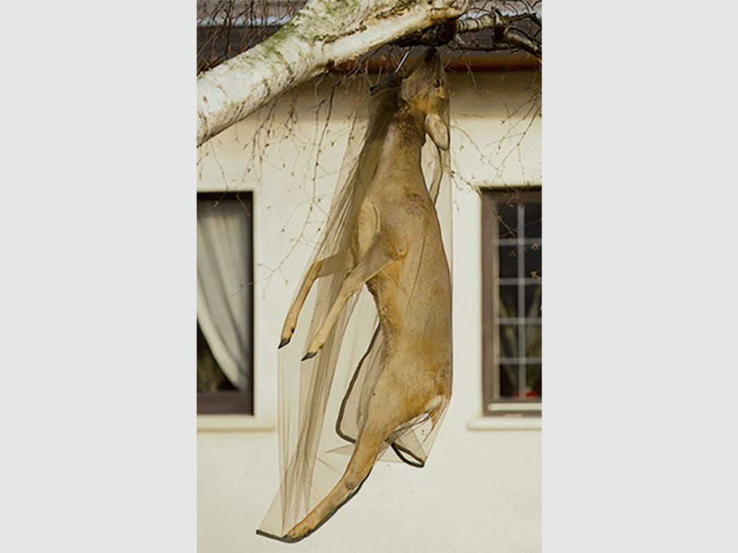 Siatka ochronna przed muchami dla dzików i jeleni 220x160 cm, zdjęcie 2 z 2