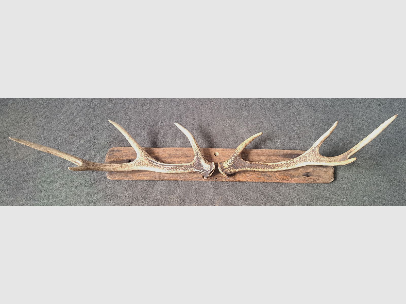 2x Sikawild Abwurfstange Geweih sur bois flotté