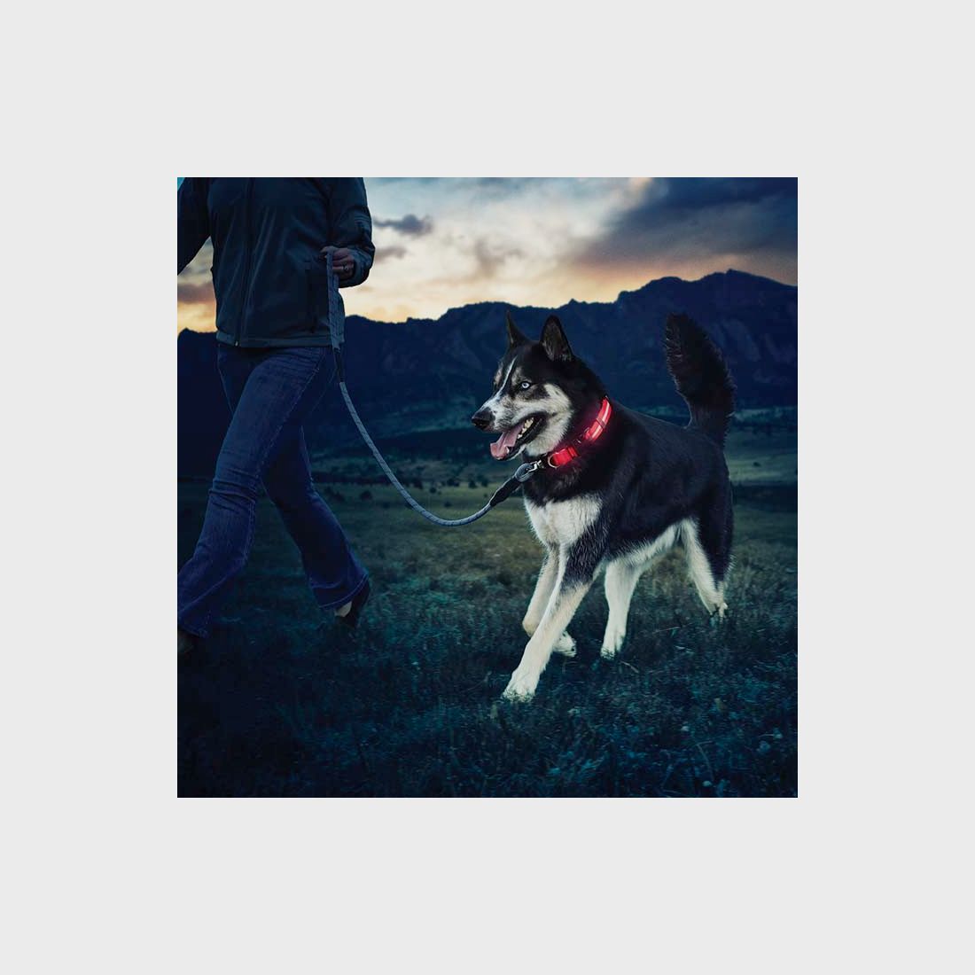 NITE DAWG LED HUNDEHALSBAND - M
