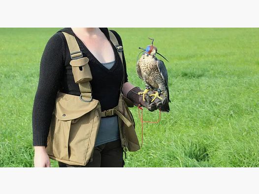 Pineo Falconer Vest green, size S