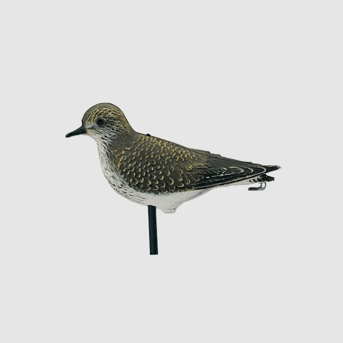 Plover dorato realistico, immagine 1 di 3