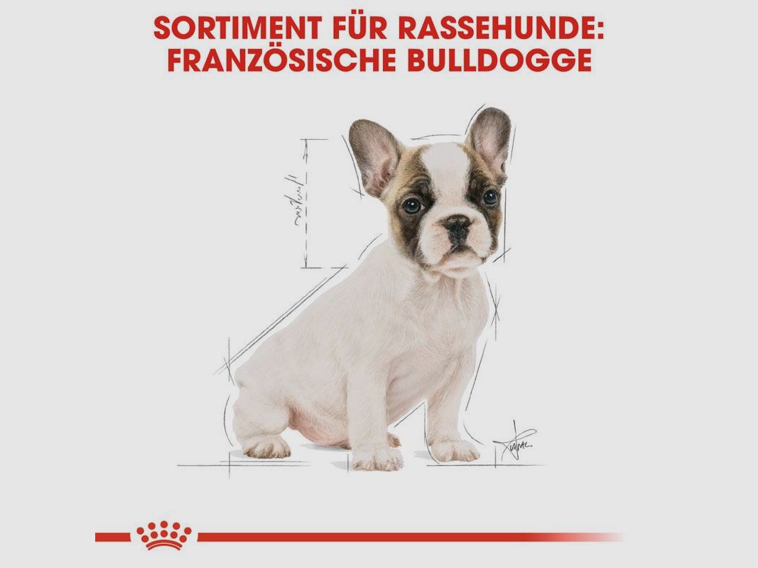 ROYAL CANIN Französische Bulldoggen Trockenfutter Welpen