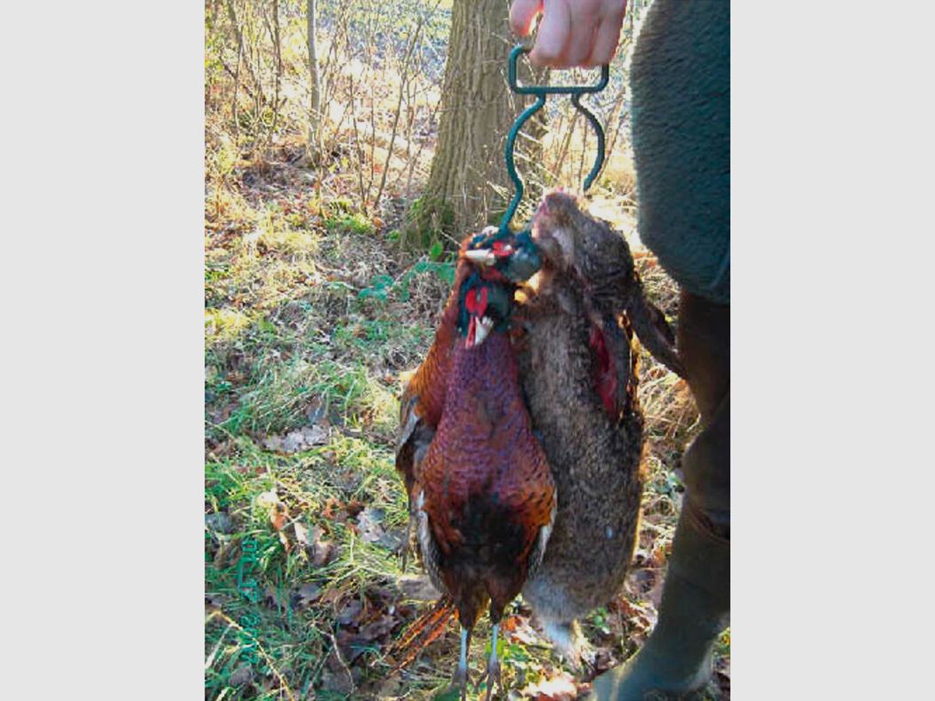 Dzikie galgen – Zielony