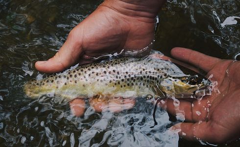 Angelurlaub für Einsteiger: Die besten Reiseziele für angehende Angler