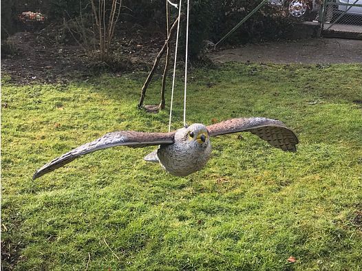 Fliegender Falke