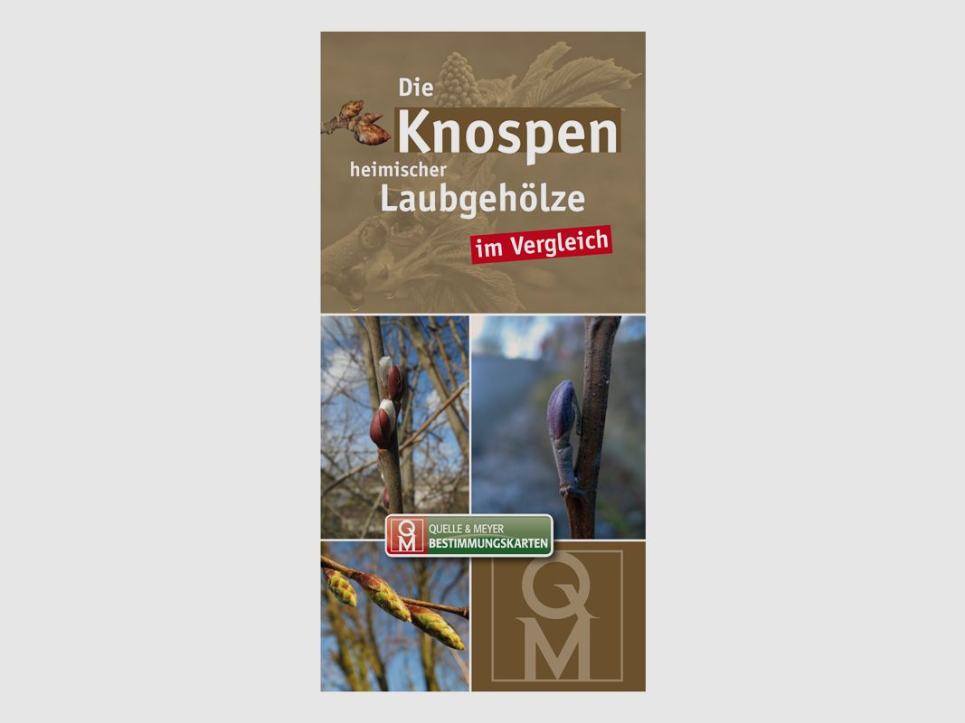 Bestimmungskarte „Die Knospen heimischer Laubgehölze“