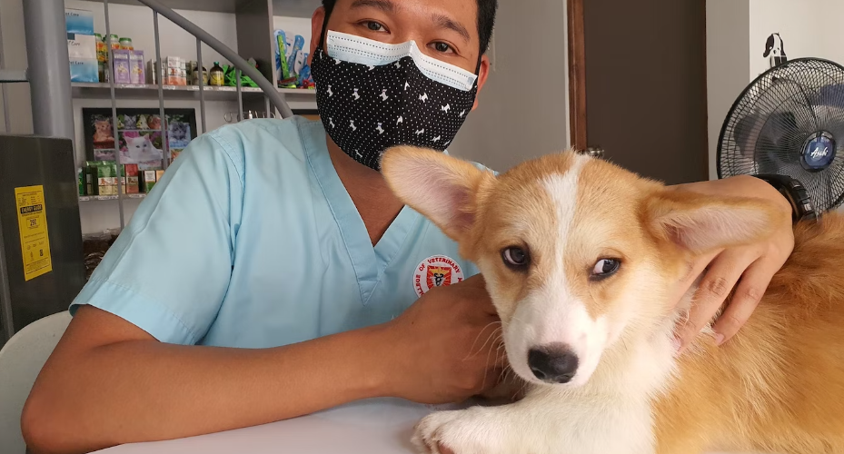 Paw Bandage for Dogs - Instructions and Important Tips