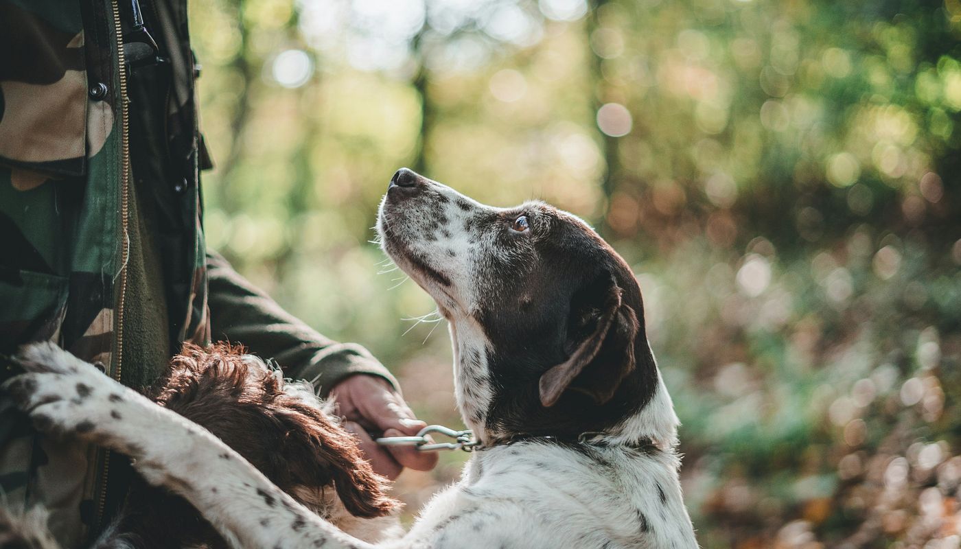 Planung ist alles: So holst du dir den perfekten Jagdhund ins Haus