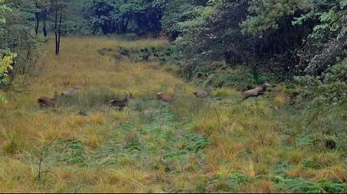 Drückjagd - Saisonauftakt im Damwildrevier - 2016