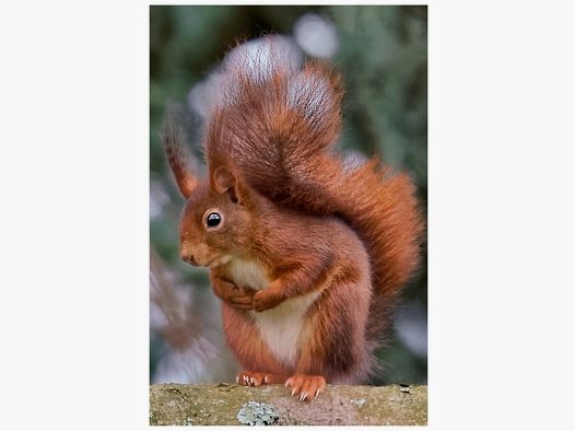 Kühlschrankmagnet Eichhörnchen