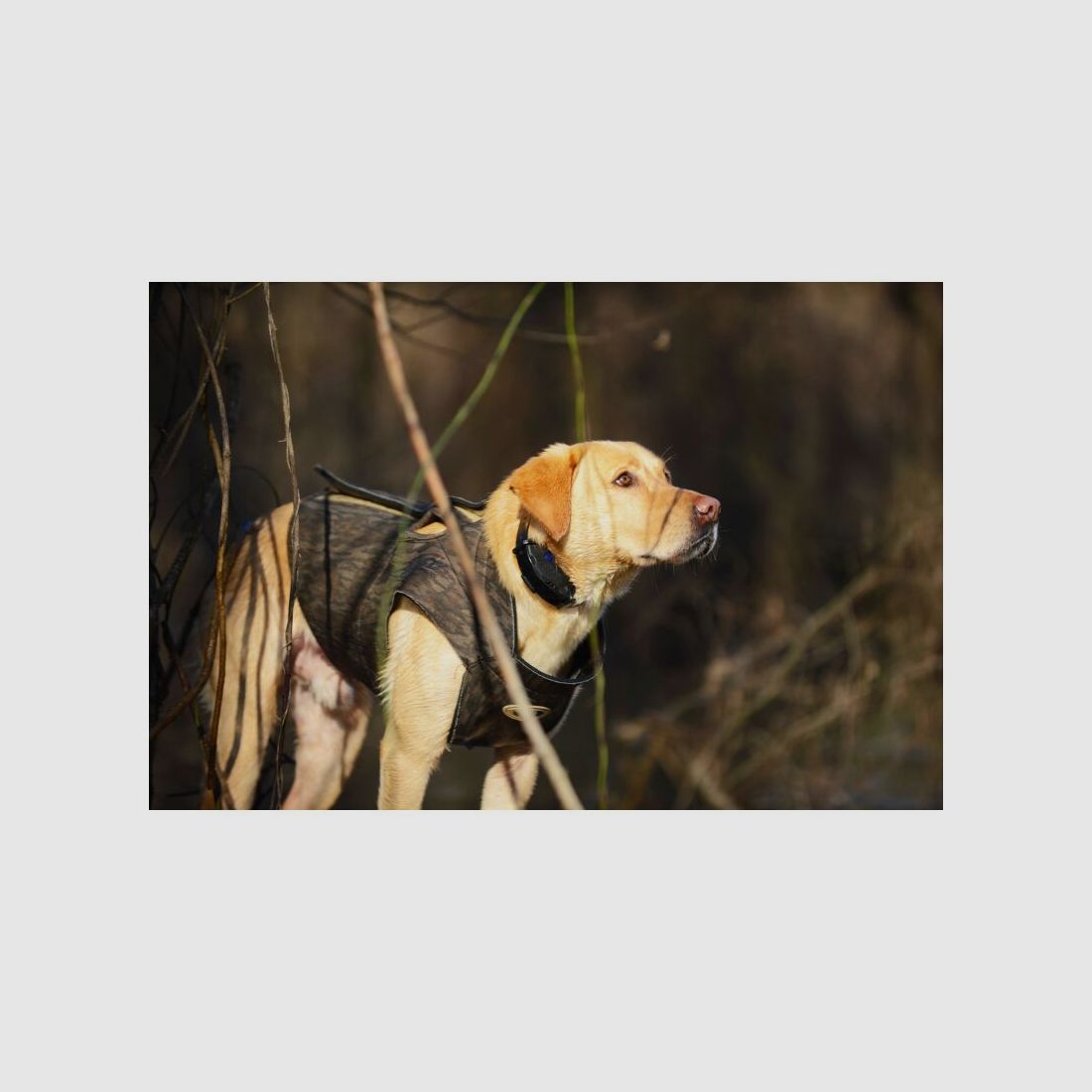 ASD Boaters Hundeparka Max5