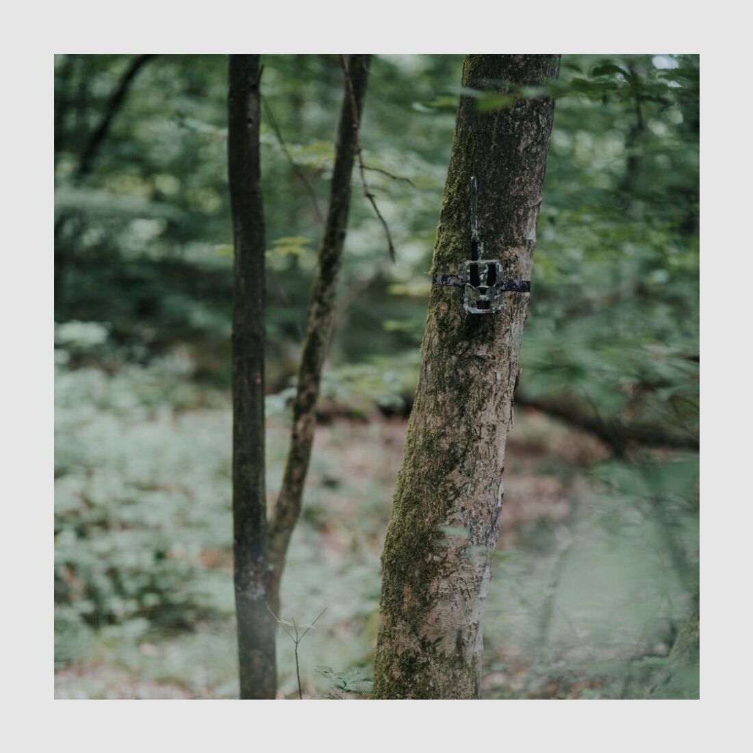Modernhunter Hunter 4G Mini – Caméra de chasse compacte avec reconnaissance par IA et coûts d’utilisation les plus bas, image 15 sur 22