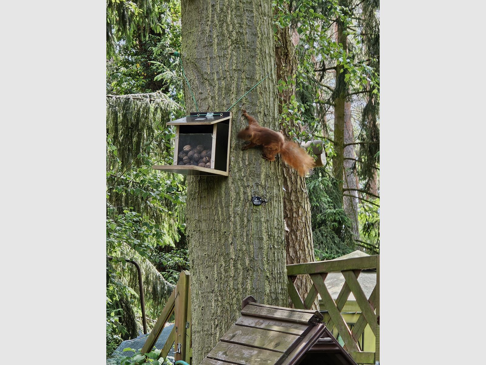 Eichhörnchenfutterautomat