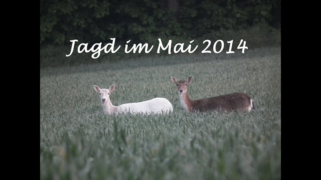 Jagd Mai 2014