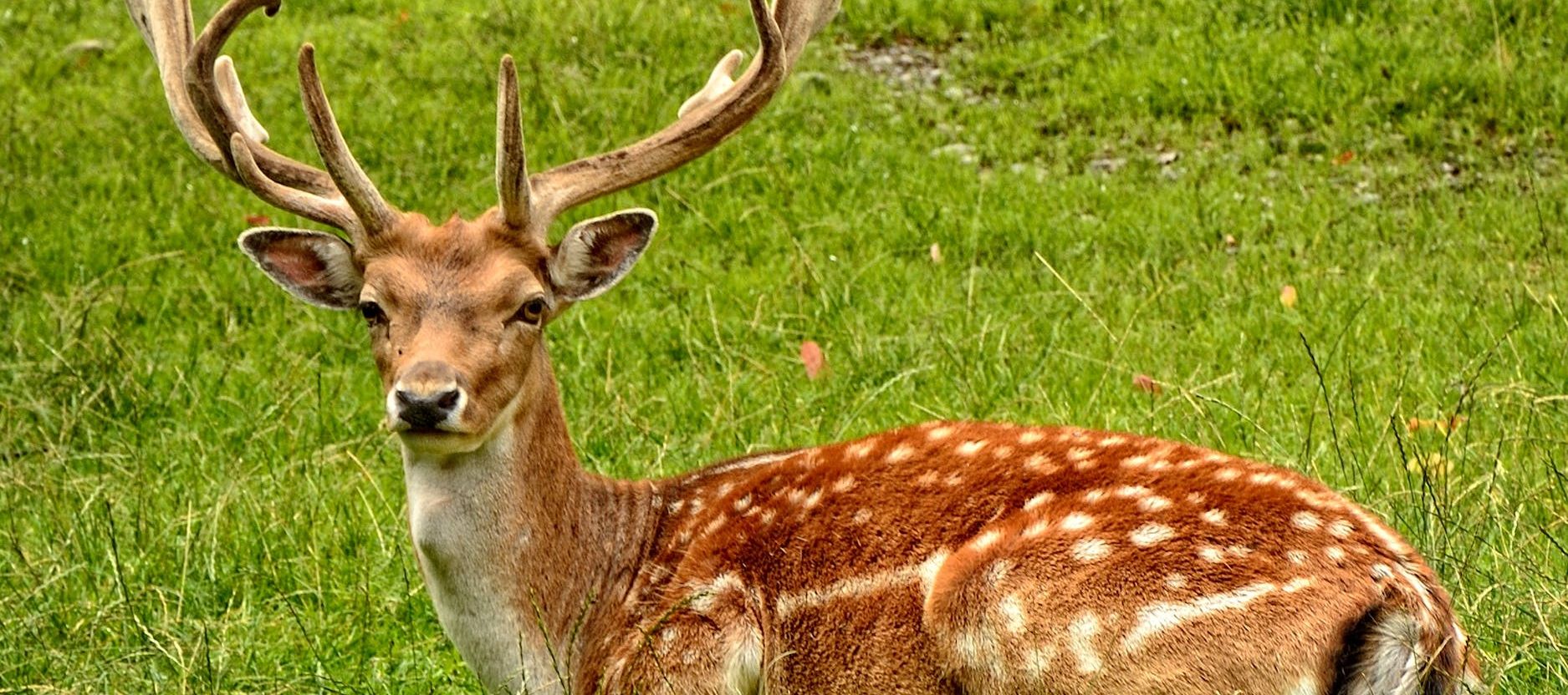 The Luring Hunt for the Fallow Deer