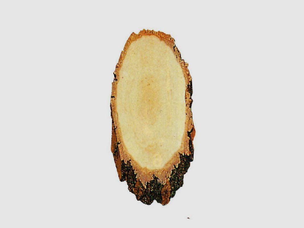 Gehörnbrett Rehwild Birke 20x12 cm