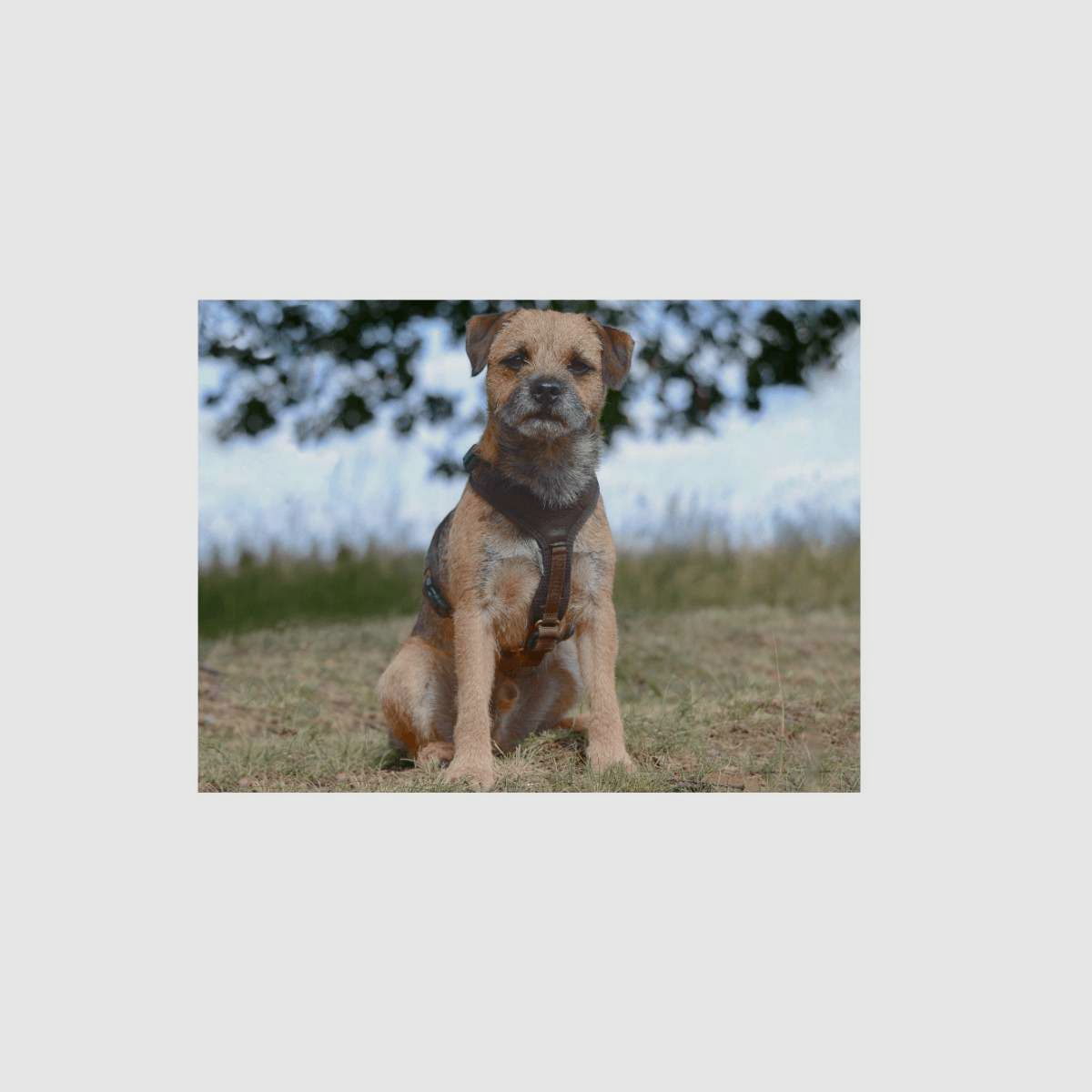 Follow light for smaller dogs, image 5 of 8