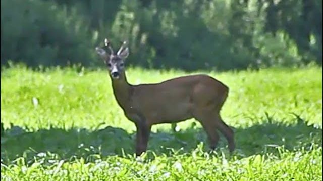 Roedeer hunt in Germany