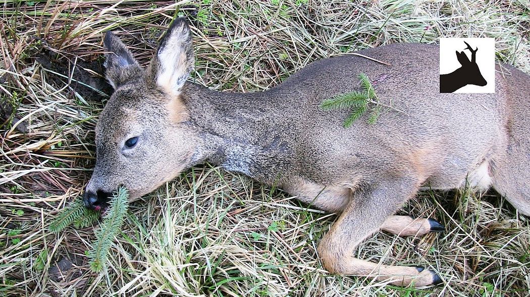 Shooting deer with a 7x64 rifle - Polowanie na kozy z podchodu