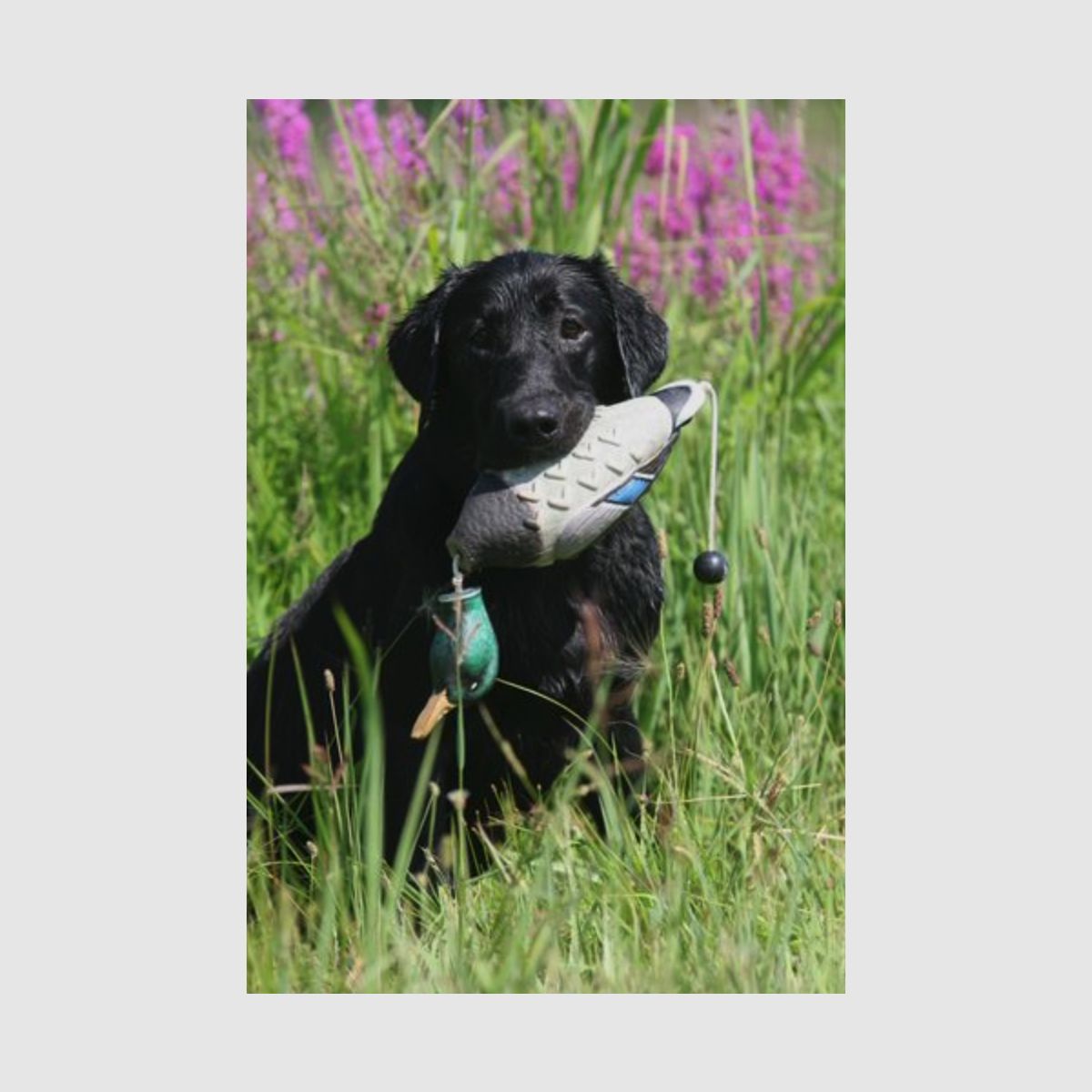 ASD Apportierdummy EZ Bird Stockente