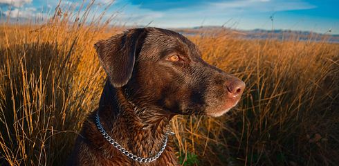 Jagdhundetraining für Nichtjäger: Kontrolle über den Jagdinstinkt