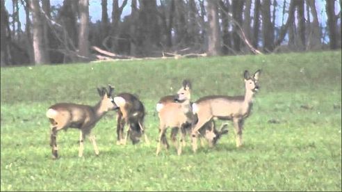 Rehwildbestand  2016 Kontrolle im Revier