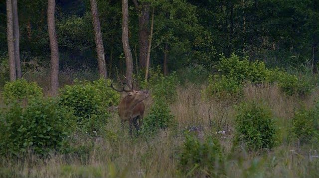 Zur Hirschjagd nach Masuren