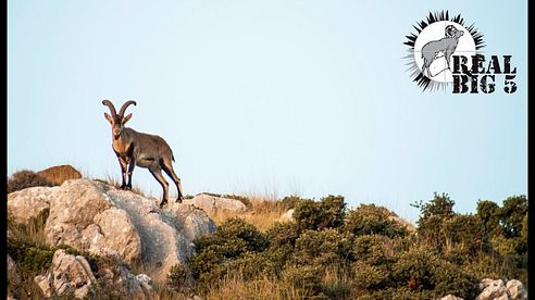 Sierra Nevada Ibex Hunt