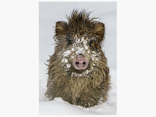 Klappkarte mit Wildschweinmotiv