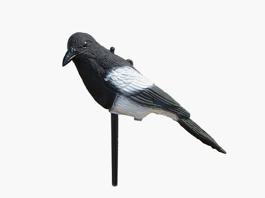 Vollkörper-Lockelster